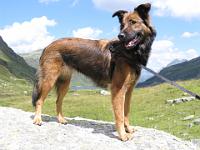 2009_08_18 bella in der silvretta _007